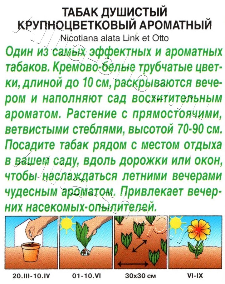 Табак душистый крупноцветковый Ароматный 0,05г