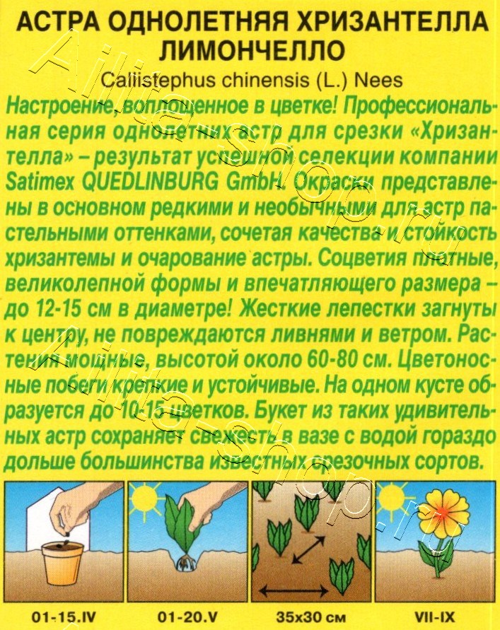 Астра Хризантелла лимончелло 15шт