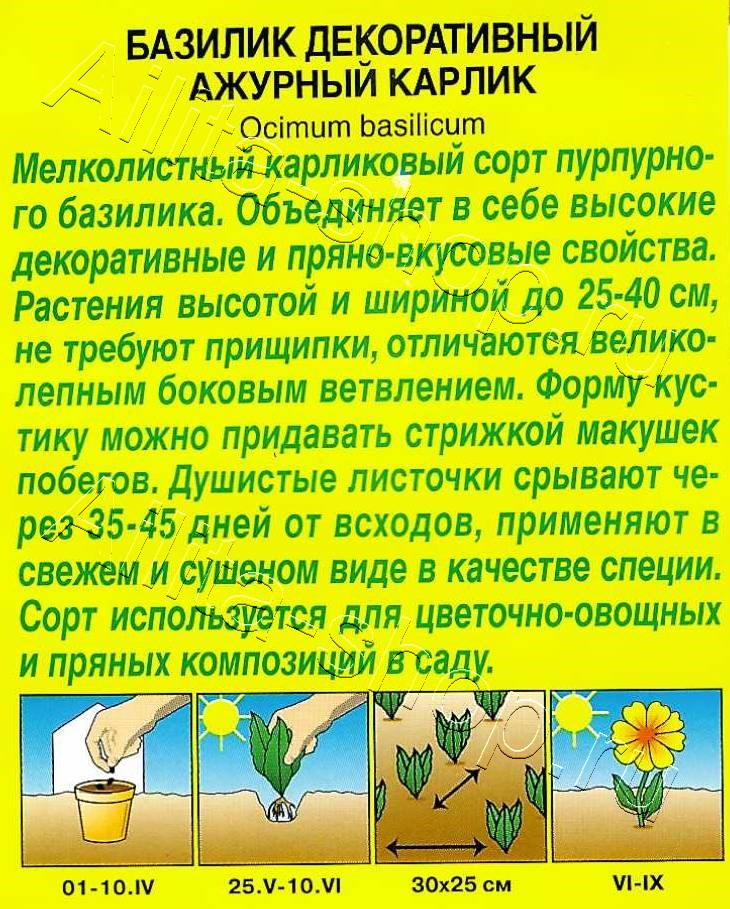 Базилик декоративный Ажурный карлик 10шт