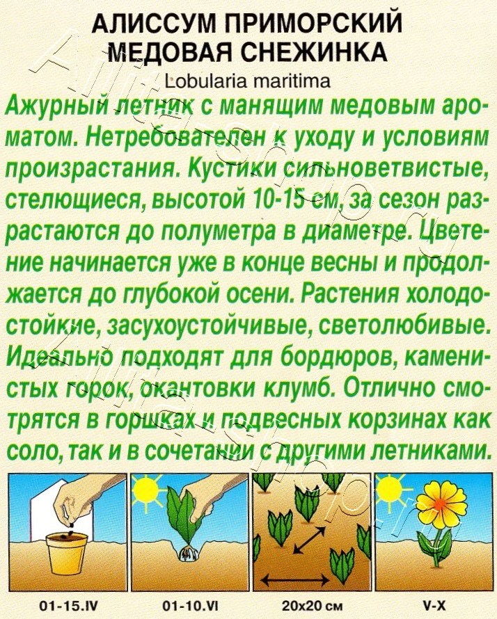 Алиссум Медовая снежинка 0,05г