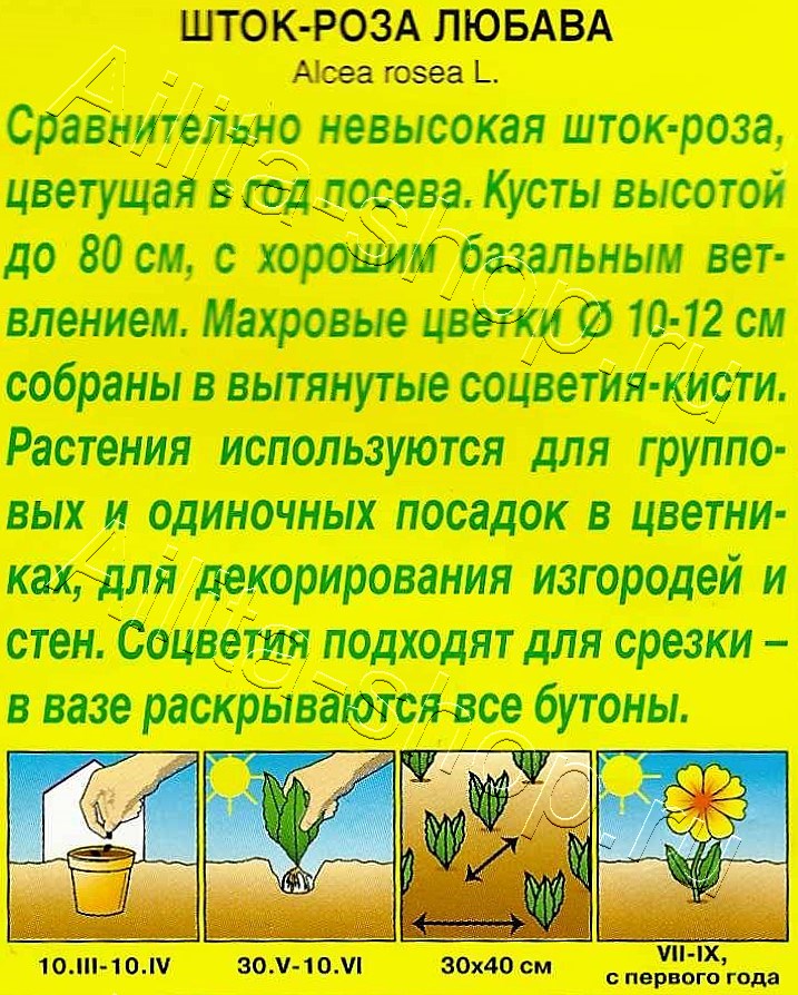 Шток-роза Любава 15шт