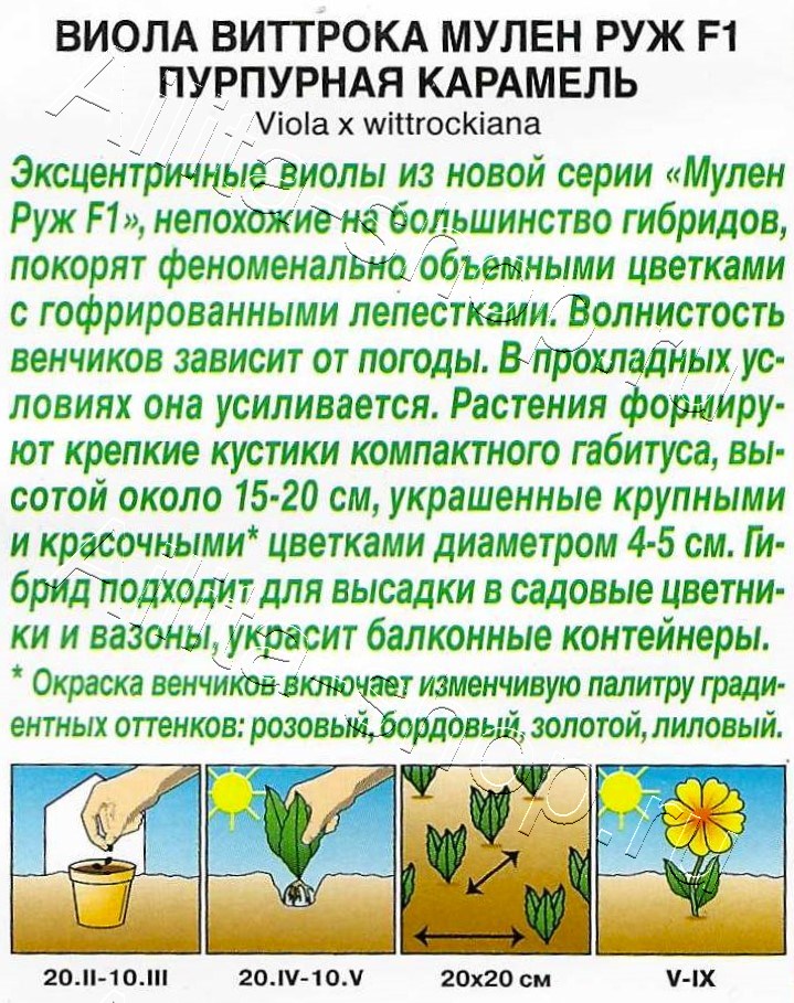 Виола Мулен Руж F1 пурпурная карамель 5шт