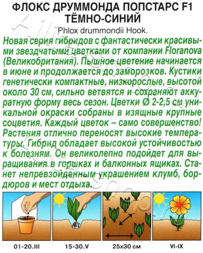 Флокс друммонда Попстарс F1 темно-синий 5шт