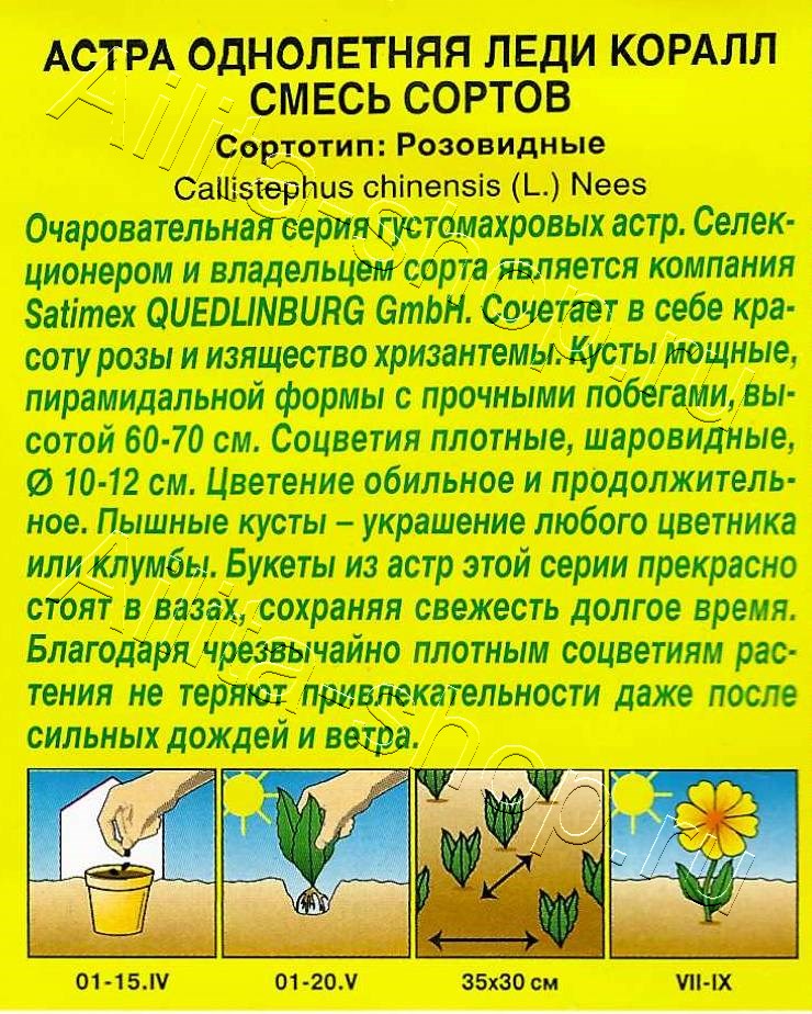 Астра Леди Коралл, смесь сортов 25шт