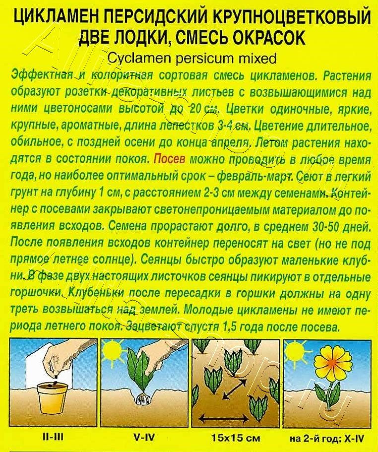 Цикламен персидский Две лодки, смесь 3шт