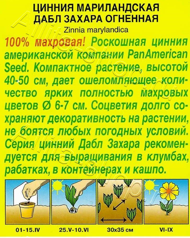 Цинния Дабл Захара огненная 5шт