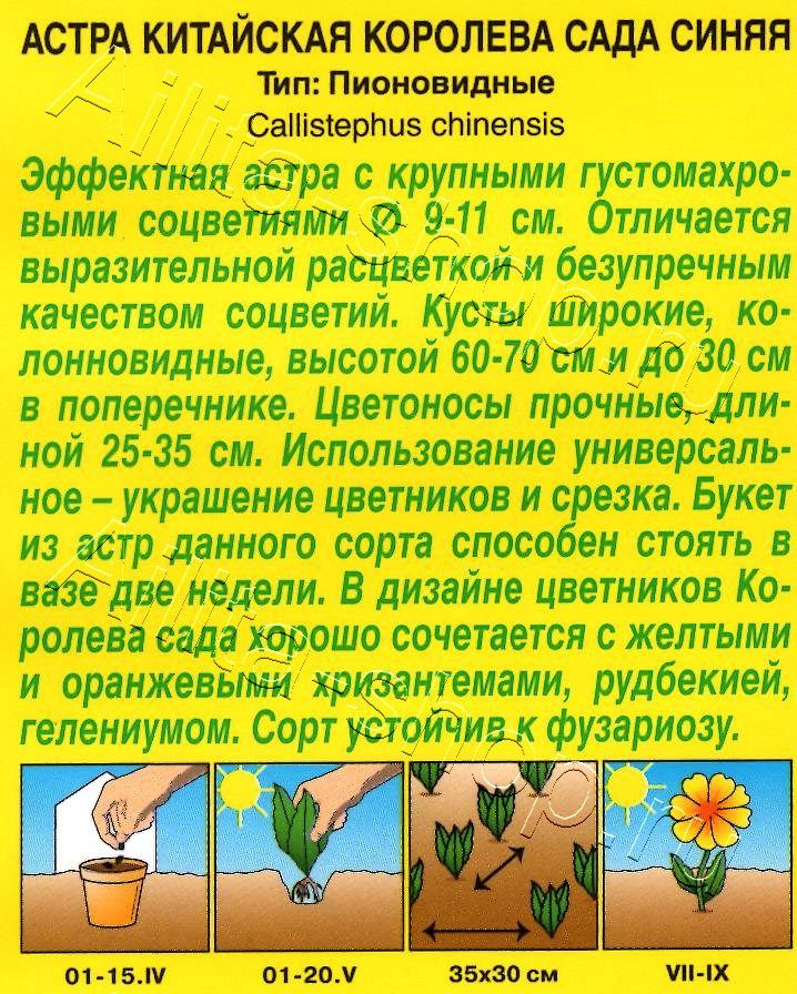 Астра Королева сада синяя 0,2г