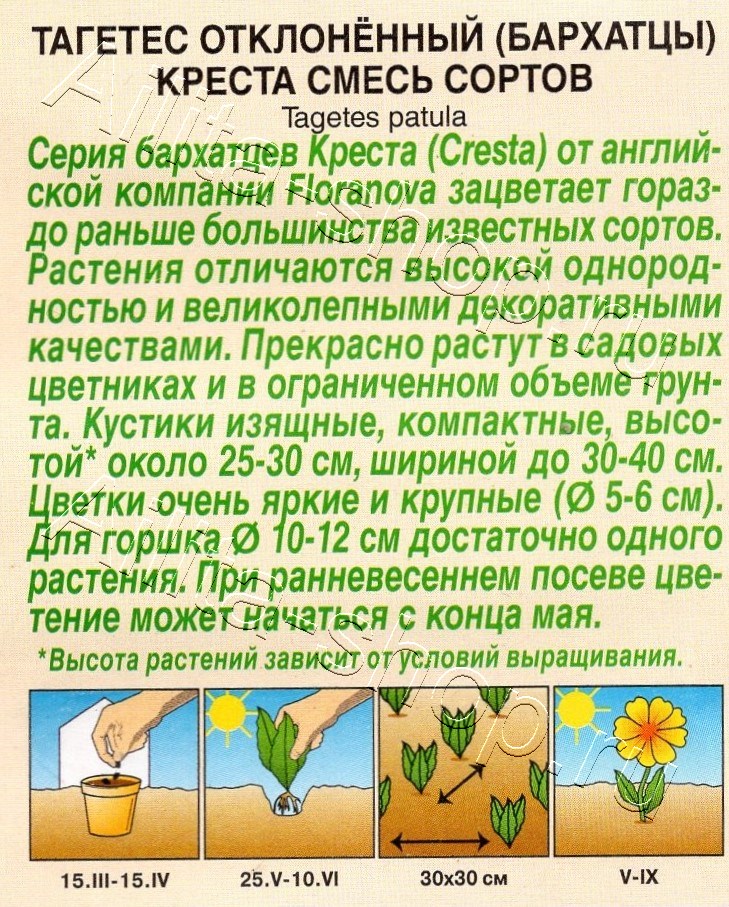 Бархатцы Креста отклоненные, смесь сортов 7шт