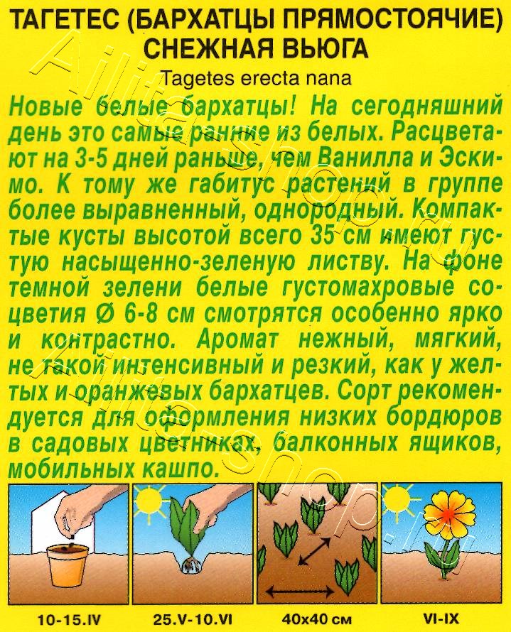 Бархатцы Снежная вьюга 7шт