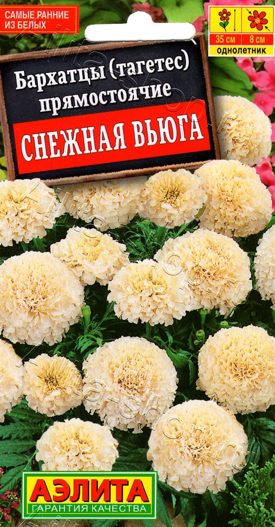 Бархатцы Снежная вьюга 7шт