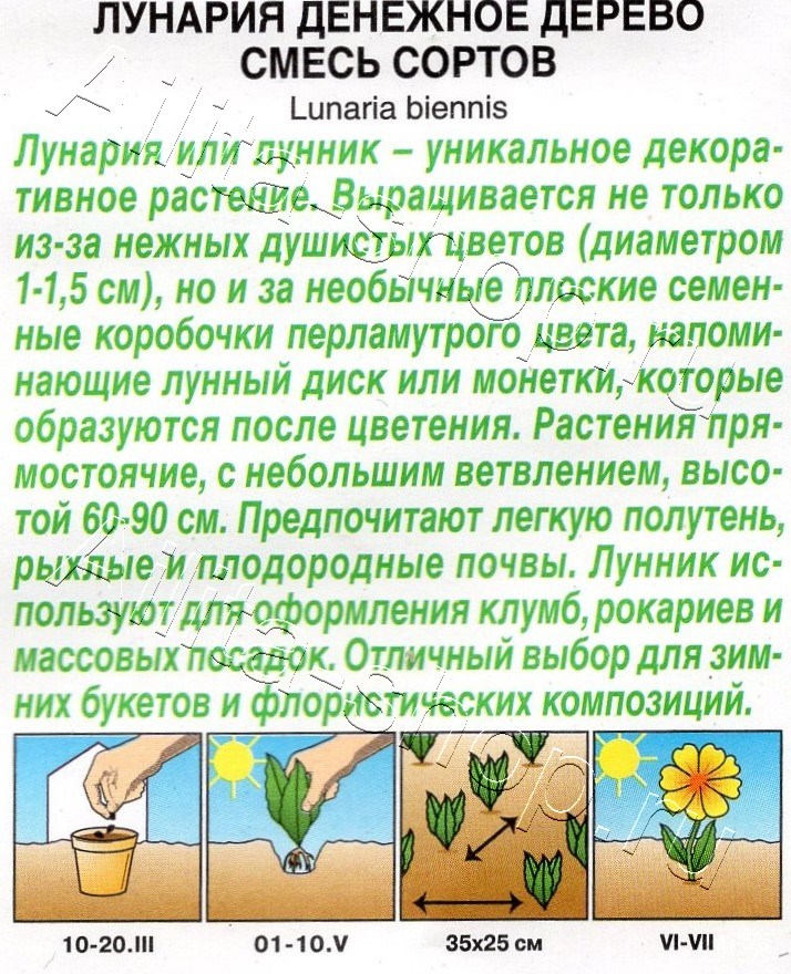 Лунария Денежное дерево, смесь сортов 0,3г