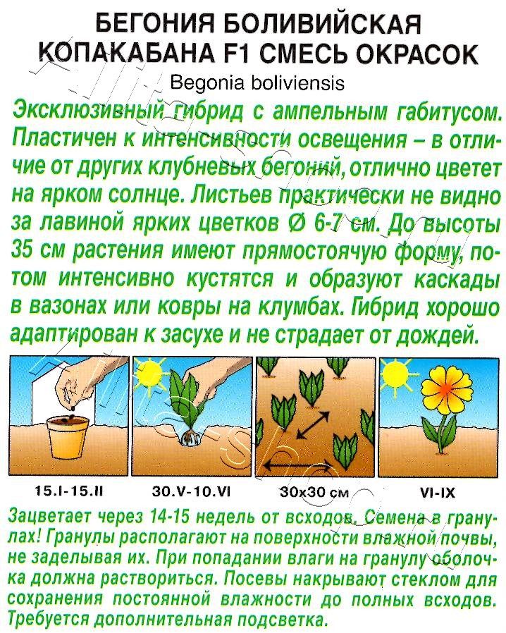 Бегония боливийская Копакабана F1, смесь окрасок 5шт