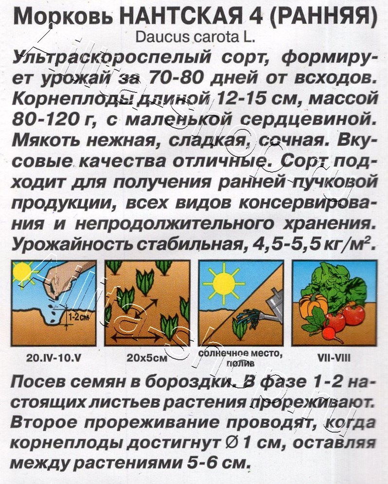 Морковь Нантская 4 (ранняя) 2г