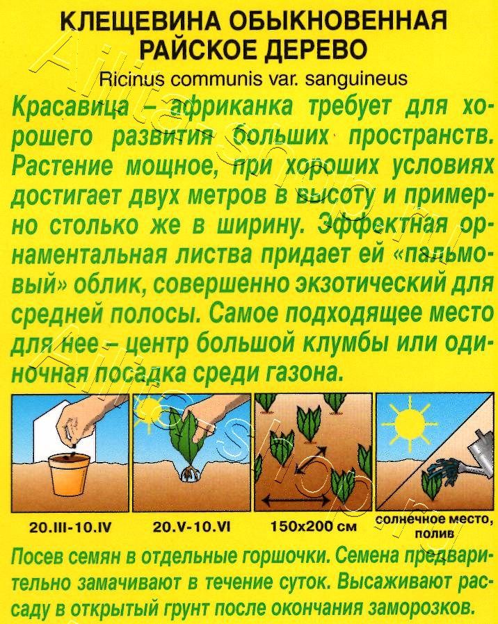 Клещевина Райское дерево 2г