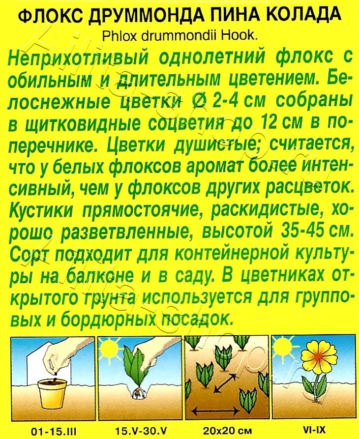 Флокс друммонда крупноцветковый Пина колада 0,2г