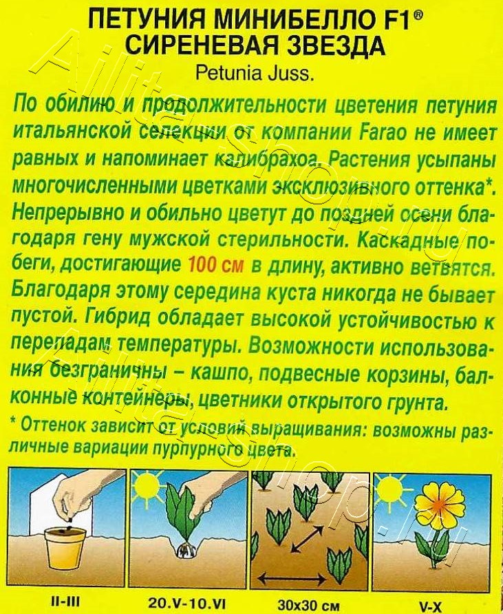 Петуния мини Минибелло F1 сиреневая звезда многоцветковая 5шт