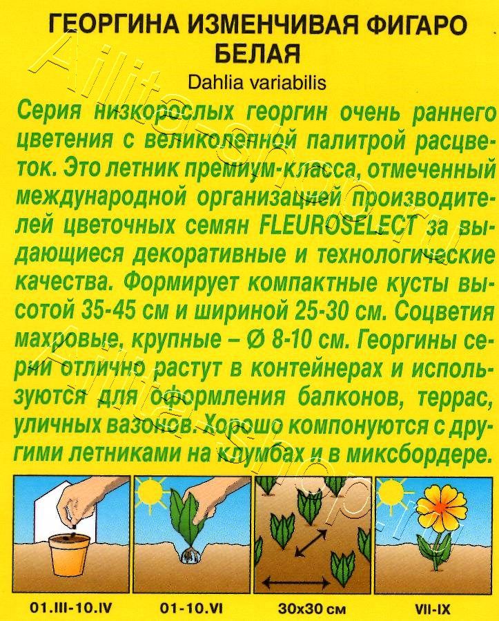 Георгина Фигаро махровая белая 7шт