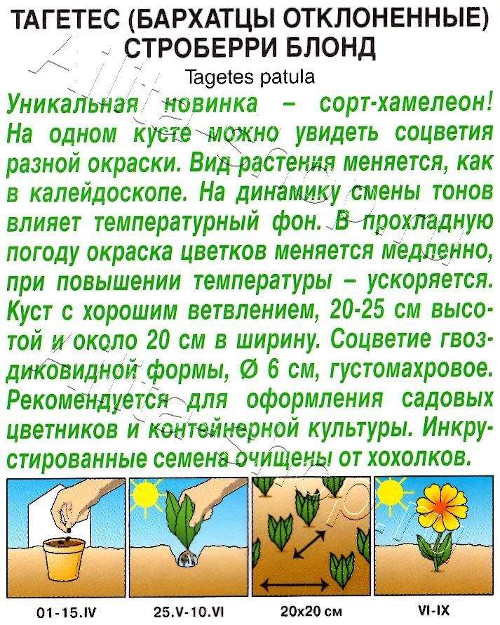 Бархатцы Строберри блонд отклоненные 5шт