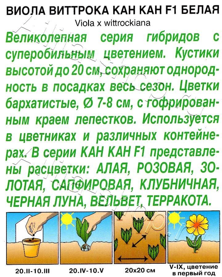 Виола Кан Кан F1 белая 7шт