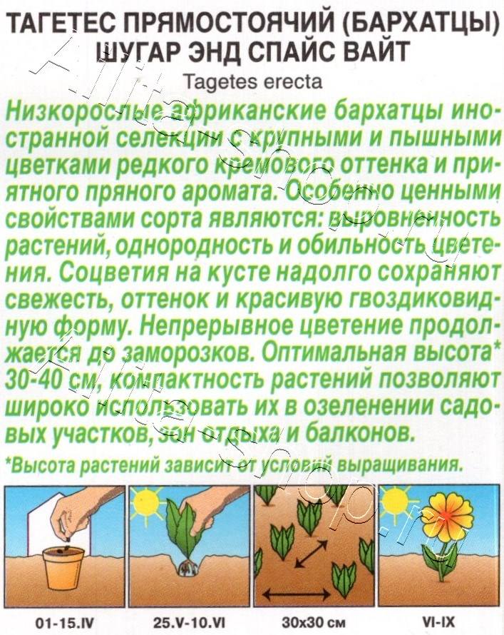 Бархатцы Шугар энд спайс вайт прямостоячие 10шт