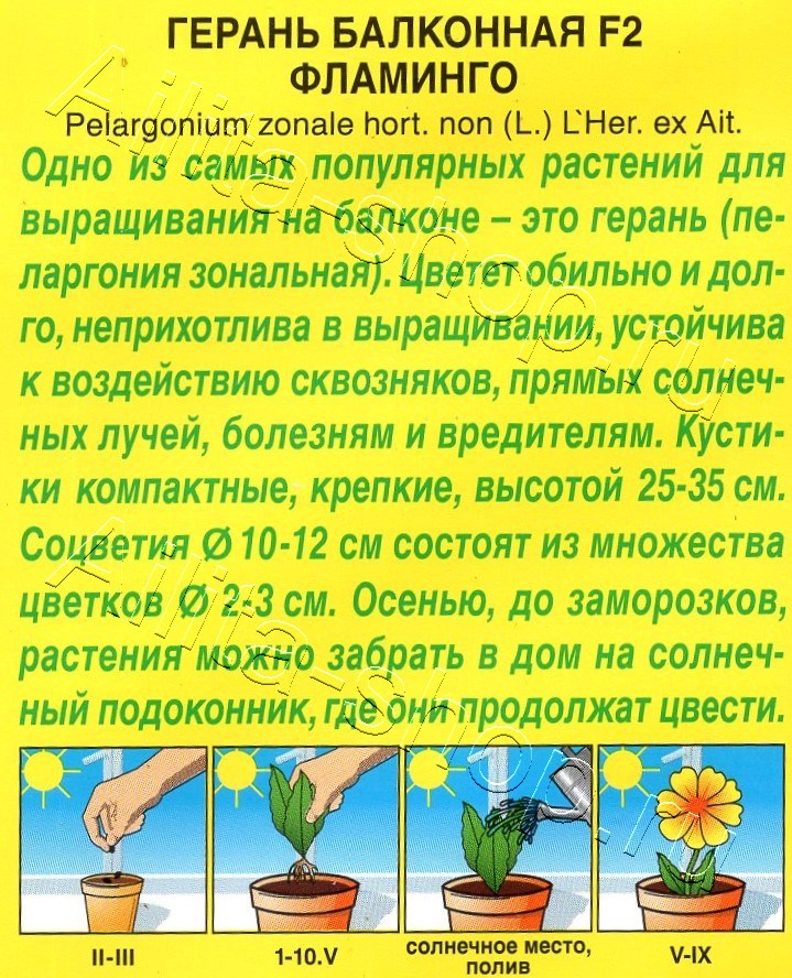 Герань Балконная фламинго F2 5шт