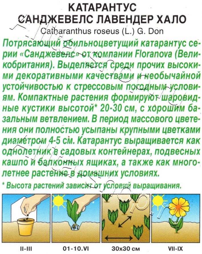 Катарантус Санджевелс лавендер хало 7шт