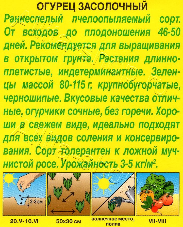 Огурец Засолочный 10шт