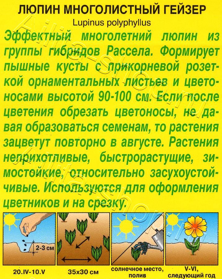 Люпин Гейзер 15шт