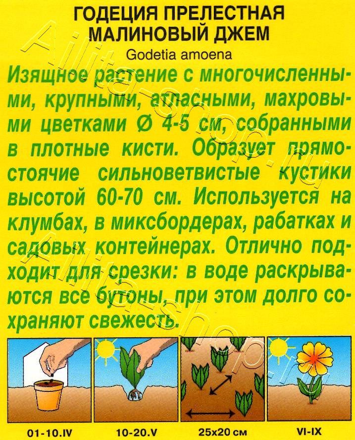 Годеция Малиновый джем махровая 0,1г