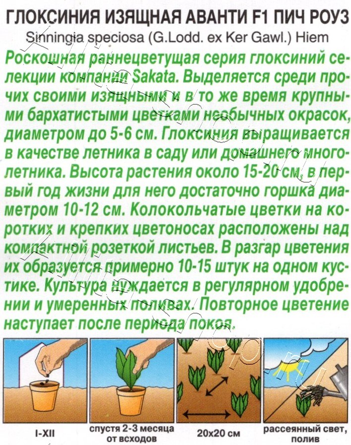 Глоксиния Аванти F1 пич роуз 5шт