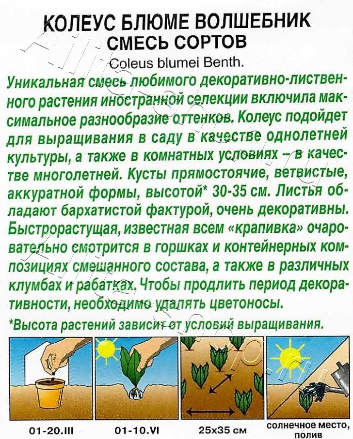 Колеус блюме Волшебник, смесь сортов 5шт