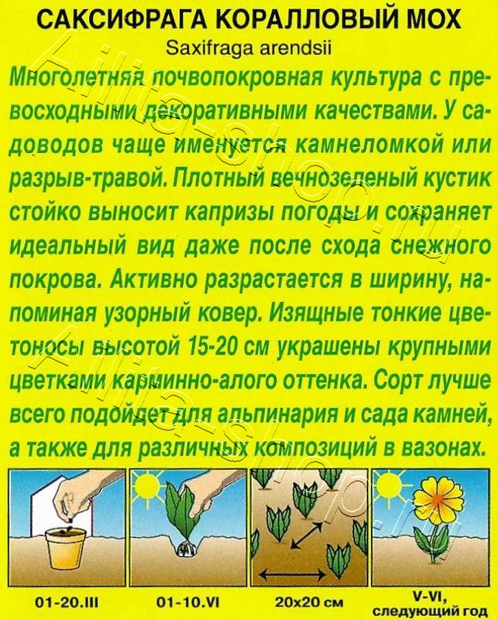 Саксифрага Коралловый мох 0,01г