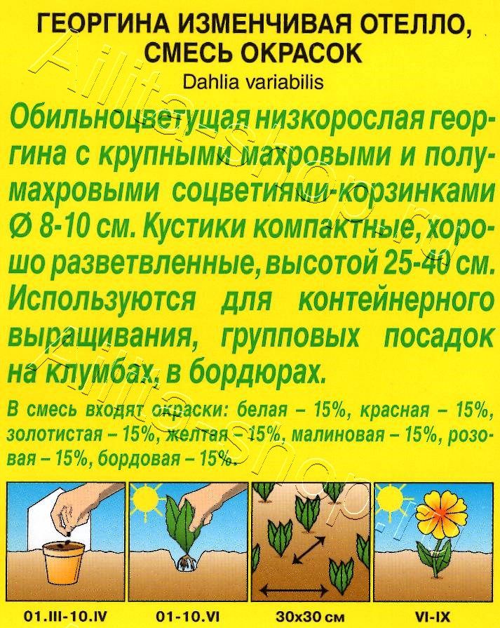 Георгина Отелло, смесь окрасок 7шт