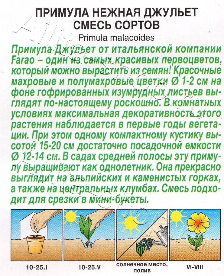 Примула Джульет махровая, смесь сортов 7шт