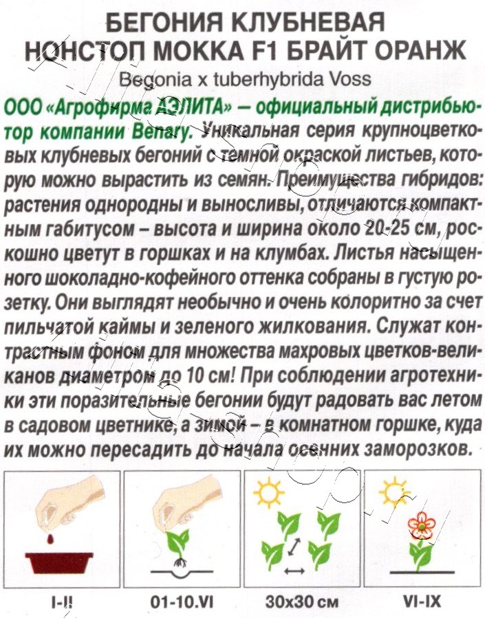 Бегония клубневая Нонстоп мокка F1 брайт оранж 5шт