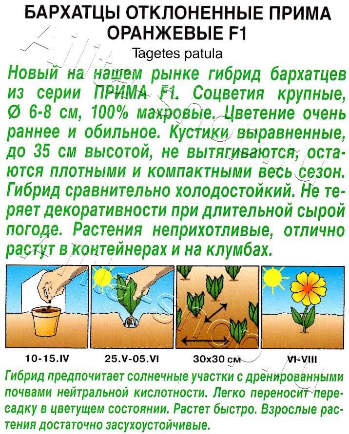 Бархатцы Прима оранжевые F1 отклоненные 10шт
