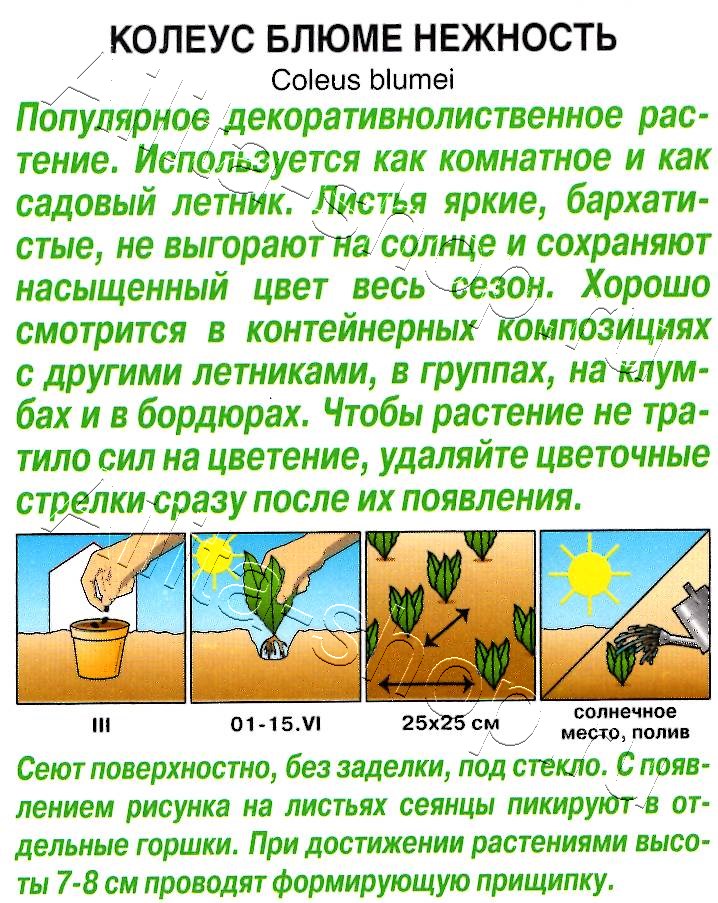 Колеус блюме Нежность 5шт