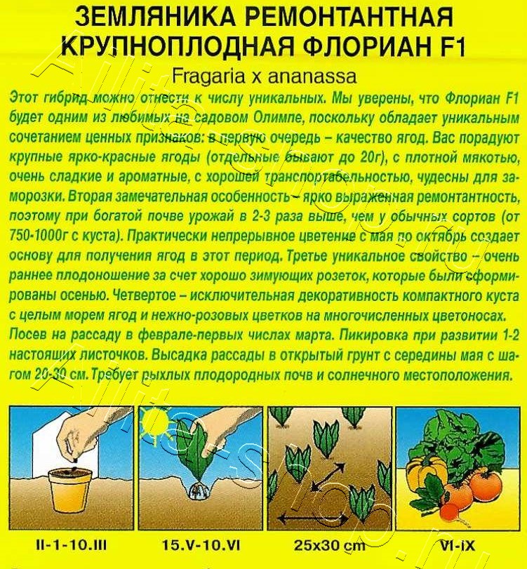 Земляника ремонтантная крупноплодная Флориан F1 5шт