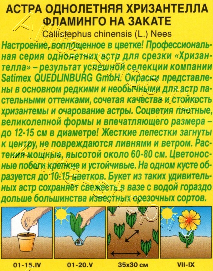 Астра Хризантелла фламинго на закате 15шт