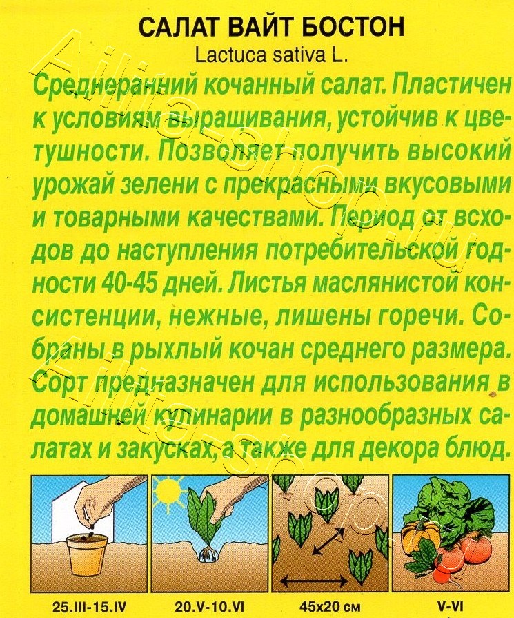 Салат Вайт бостон 0,5г