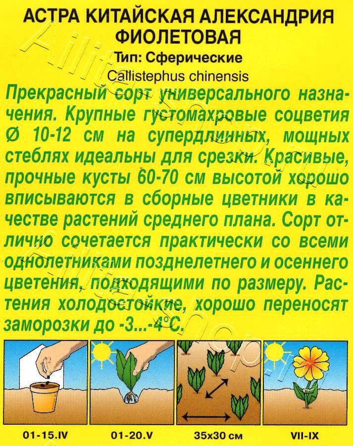 Астра Александрия фиолетовая 0,1г