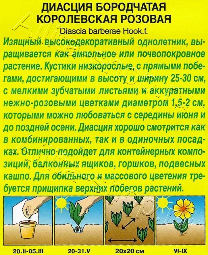 Диасция Королевская розовая 20шт