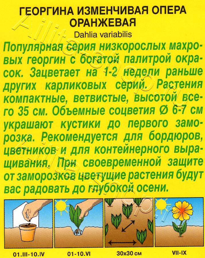 Георгина Опера оранжевая 7шт