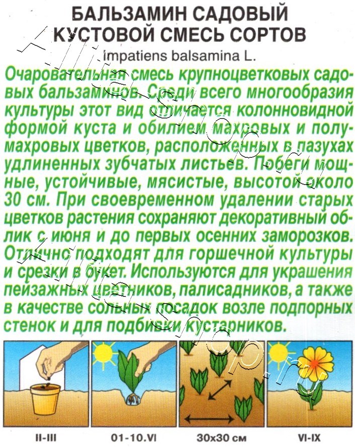 Бальзамин садовый Кустовой, смесь сортов 0,2г