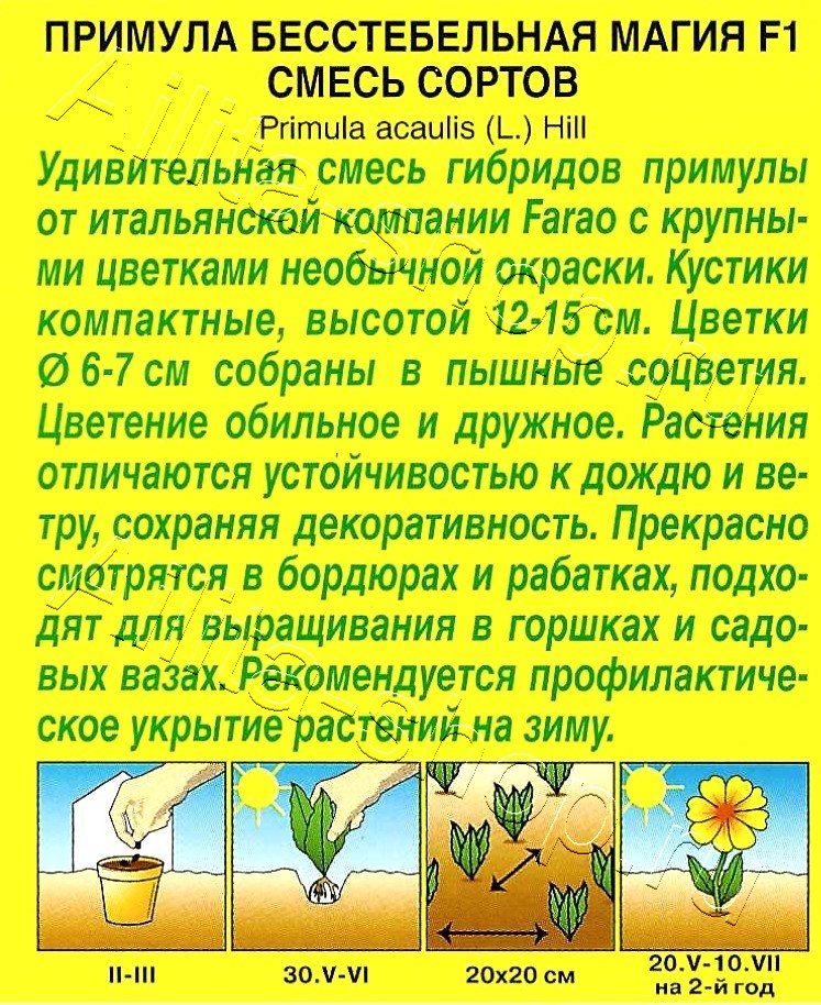 Примула Магия F1, смесь окрасок 7шт