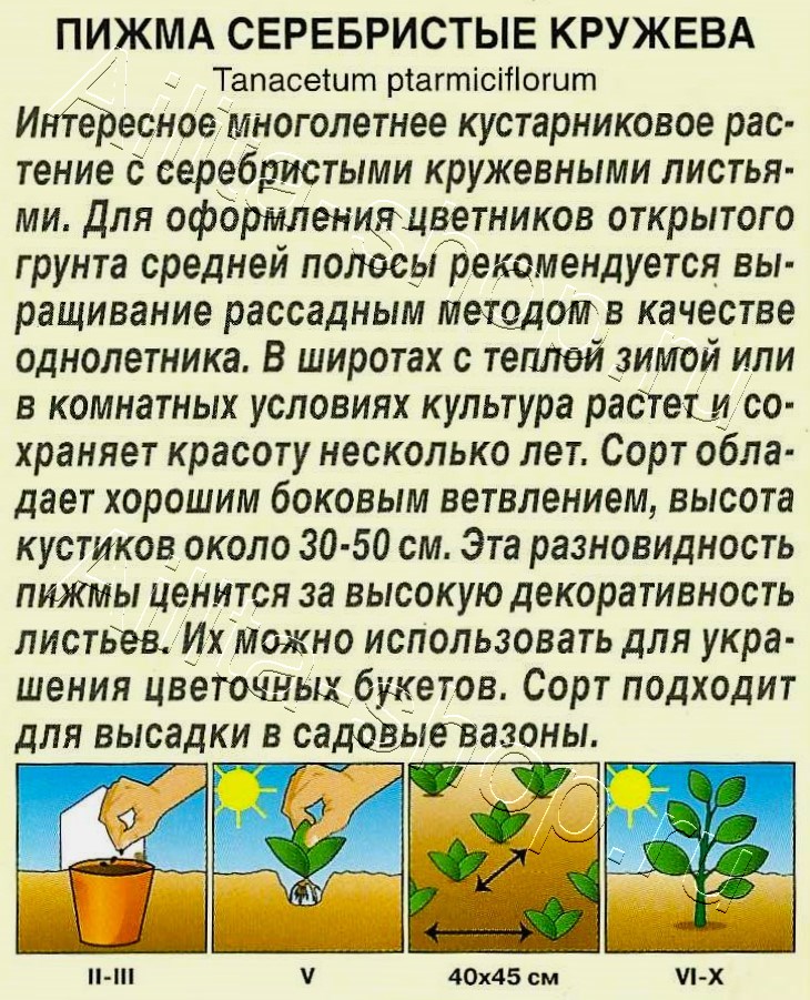 Пижма Серебристые кружева 5шт