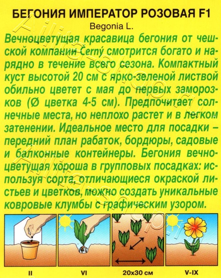 Бегония вечноцветущая Император розовая F1 10шт