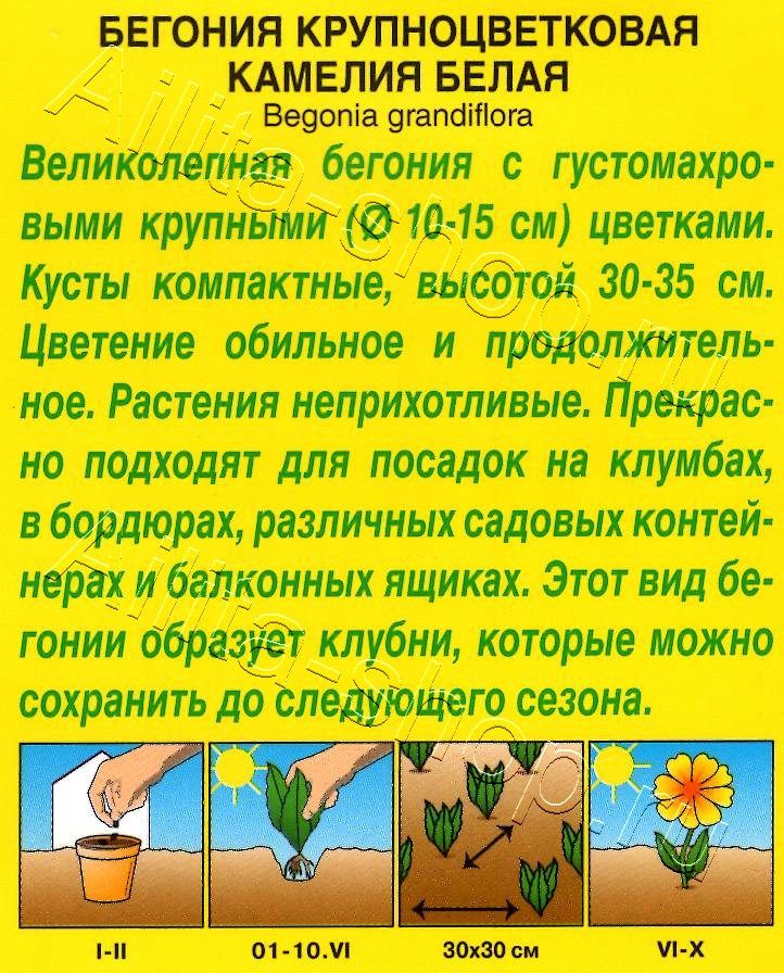 Бегония крупноцветковая Камелия белая 10шт