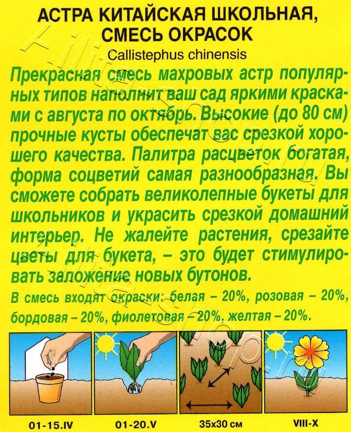 Астра Школьная, смесь окрасок 0,2г