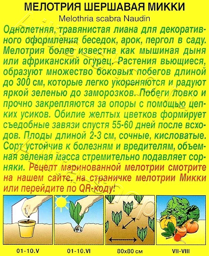 Мелотрия (Мышиная дыня) Микки 10шт